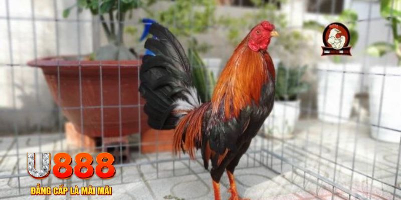 sv388 link casino máy tính